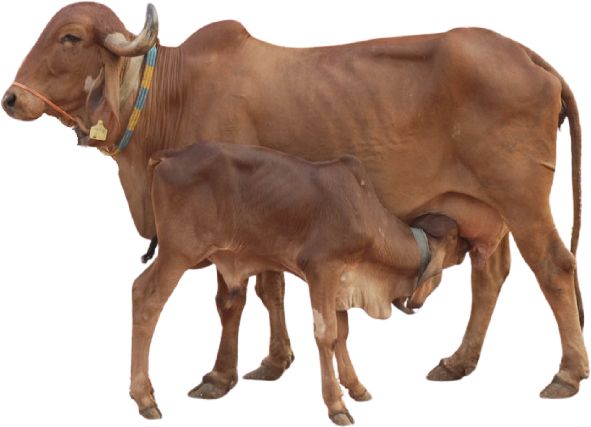 Gir cows