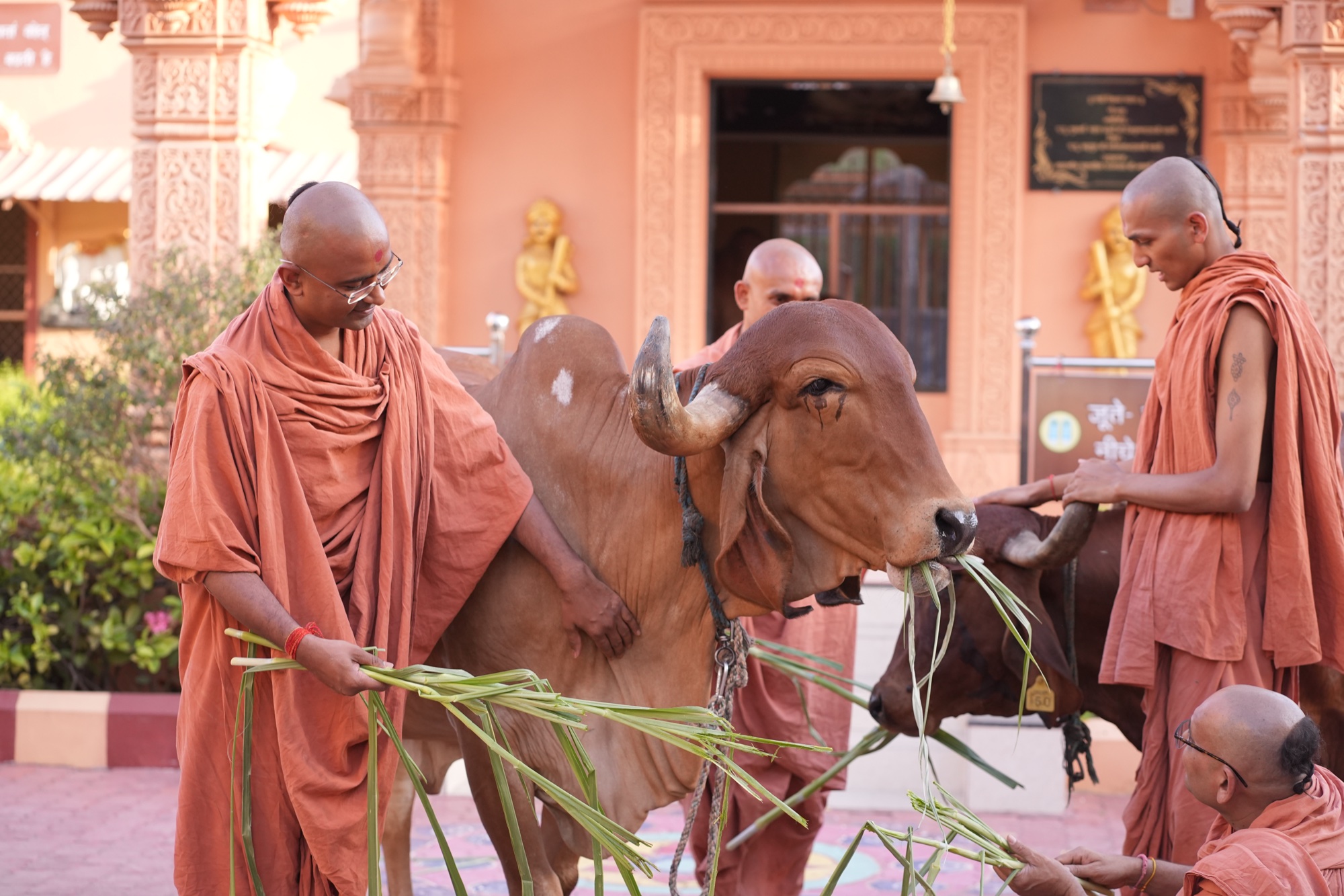 Saints feeding Gir gau mata at Nilkanthdham Gaudham