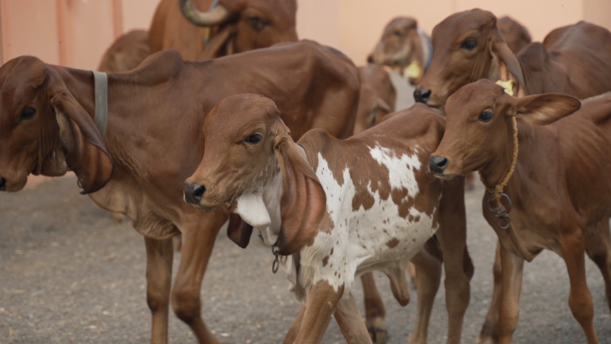 Gir calves at Nilkanthdham Gaudham