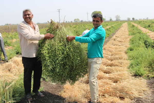 Farmers displaying a healthy crop from the natural farming demonstration field
